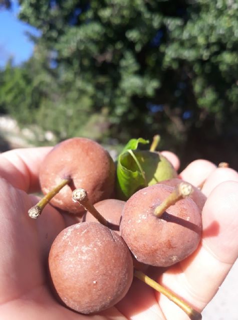 MALI�, M�YO�NUN BAH�E VE AHLAT A�ACI�