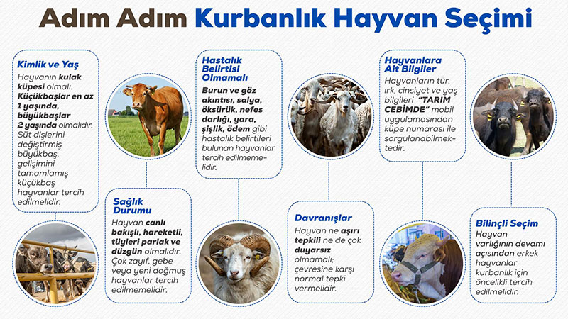Sa�l�kl� Kurbanl�k Nas�l Anla��l�r? Kurbanl�k Al�rken Aldanmay�n! 