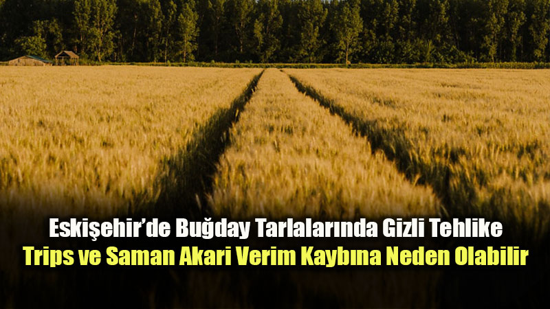 Eski�ehir Tar�m�nda Gizli Tehlike: Bitki �z Suyunu Emen Zararl�lar Ba�aklar� Tehdit Ediyor