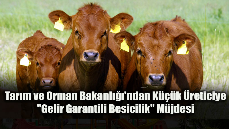K�rm�z� Ette Arz G�venli�i ��in Dev Ad�m: Gelir Garantili Besicilik Projesi Ba�lad�