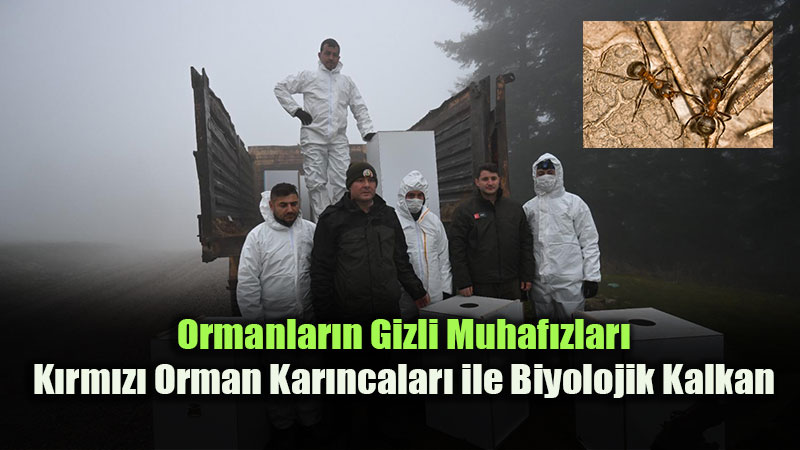 Ormanlar�n Gizli Muhaf�zlar�: K�rm�z� Orman Kar�ncalar� ile Biyolojik Kalkan