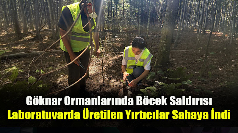 Orman Zararl�s�na Kar�� "Feromon Tuzakl�" M�cadele!
